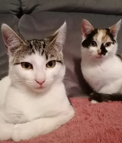 Two cats posing while sat on a pink carpet.