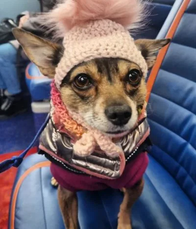 A dog wearing a pink bobble hat and a coat.