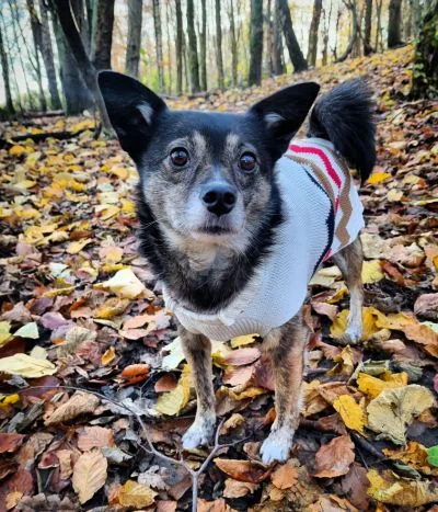 A dog wearing a white sweater in the woods