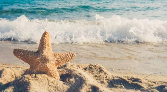 A star fish on a beach with the tide in the background.